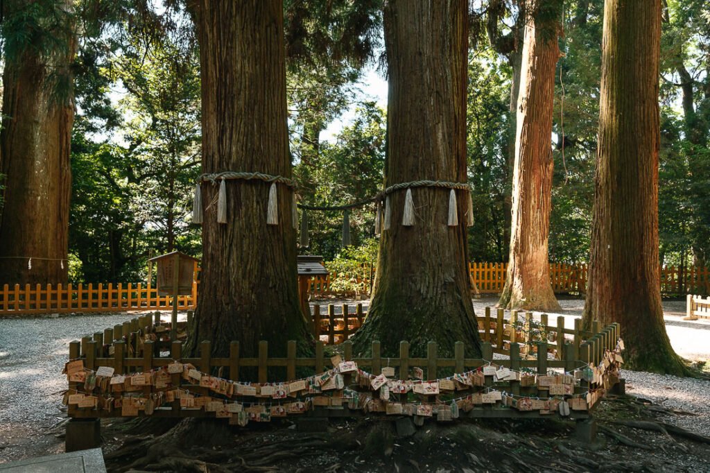 Arbres sacrés du sanctuaire Takachiho-jinja